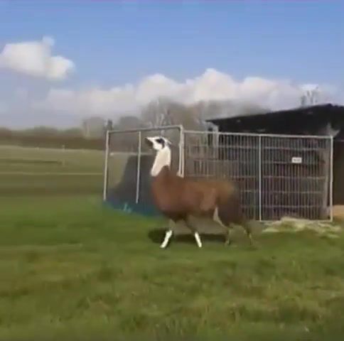 Llama bouncing to DMX - Video & GIFs | funny,dmx,bouncing,llama,animals pets
