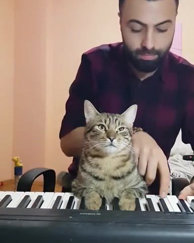 Music lover cat, Cat, Piano, Musiclover, Animals Pets