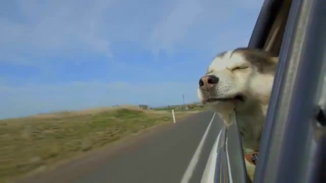 Oooohhh - Video & GIFs | oooohhh,i get a good feeling,avicii,i'm ready,cool,pet,need this,travel,journey,happy,good,freedom,ride,car,feeling,feel,drive,trip,road,dog,doge,animals pets