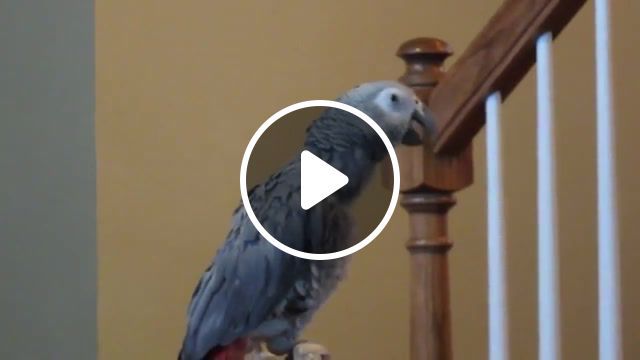 Parrot singing spongebob song, talking bird, parrot, african grey, animals pets. #0