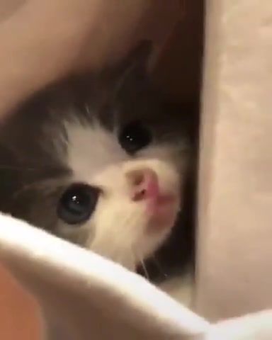 Pocket kitten - Video & GIFs | kitten,animals pets