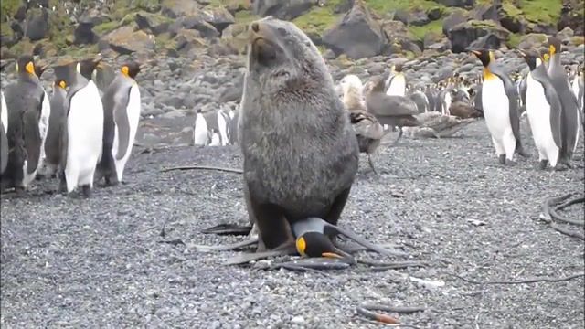 Seal love mambo, fur seal, animals, penguin, seal, antarctica, antarctic fur seal, aptenodytes, arctocephalus, king penguin, animals pets.