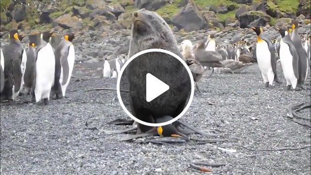 Seal love mambo, fur seal, animals, penguin, seal, antarctica, antarctic fur seal, aptenodytes, arctocephalus, king penguin, animals pets. #0