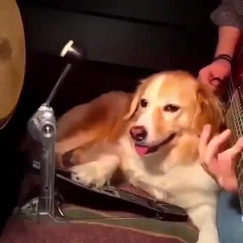 Seven DOGY, Music, Dog, Seven Nation Army, Animals Pets