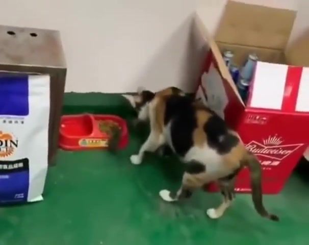 This cat is feeding a mouse, cat, cute, animal, mouse, friend, tom and jerry, amazing, edit, sad, animals pets.