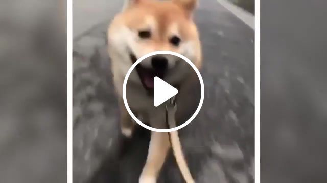 Walking shibe, walking shibe, walking, shibe, shibe inu, shibe doggo, cute shibe, cute doggo, vine, imao, doggo, meme doggo, kawai, shob, love, cute, animals pets. #0