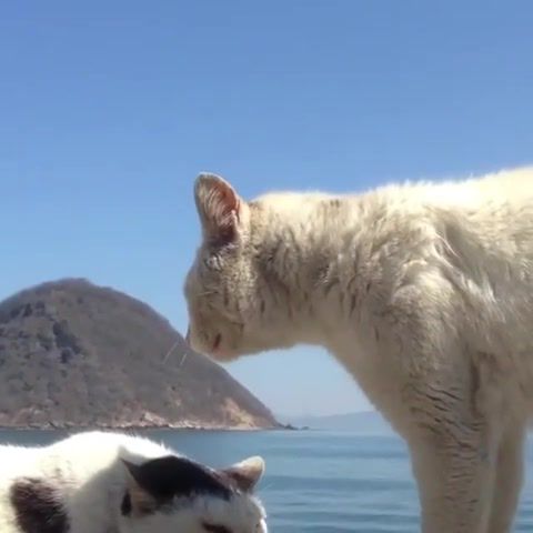 When you tell a friend you got of the day woooow nooo, Cats, Funny Cats, Funny, Funnycats, Wow, No, Animals, Animalism, Instagram, Cats Of Instagram, Of The Day, Of The Day Mood, Friendship, Animals Pets