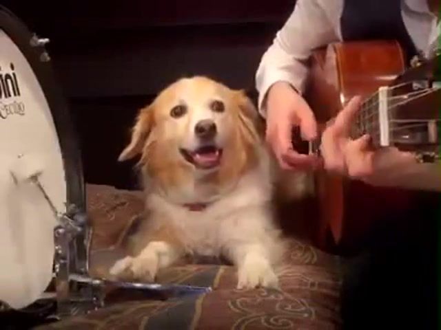 Dog, dog, this is the most cutest thing i ever seen in my life, music, animals pets.