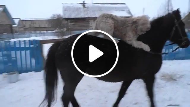 Dog riding a horse, dog, rider, riding, download, funny, horse, animal, riding horse, old town road lil nasx, animals pets. #0
