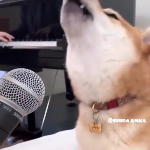 Doge's got talent, animals pets.