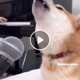 Doge's got talent