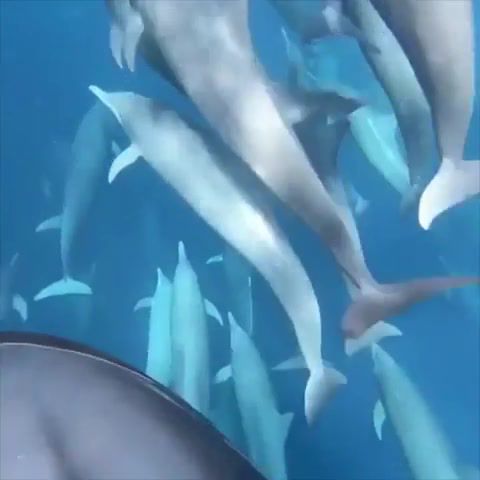 Dolphins, I'm with you, Animals Pets
