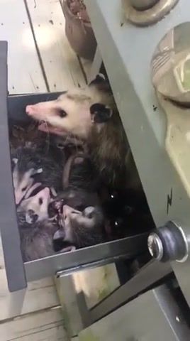 Dont cook me hooman, possum, grill, cooking, babies, yay, animals pets.