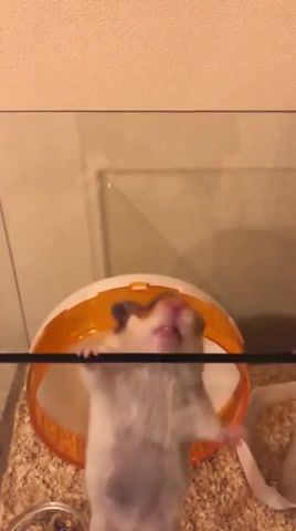 Dramatic moment, Fly You Fools, Lord Of The Rings, Gandalf, Hamster, Animals Pets