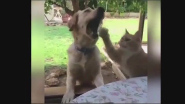 Error - Video & GIFs | dog,cat,dank meme,dank memes,meme,dank,animals pets