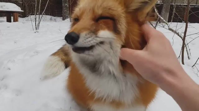 Fox, fox, russia, meanwhile in russia, cute, animals pets.