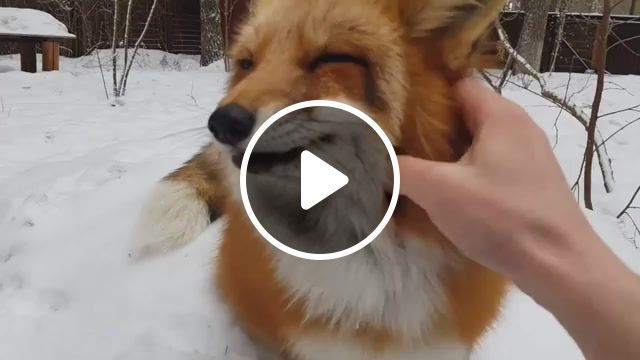 Fox, fox, russia, meanwhile in russia, cute, animals pets. #0