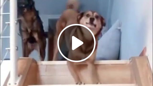 Good Boys Party, Dog, Dogs, Animal, Animals, Music, Dance, Dog Dance, Party Starter, Will Smith, Funny, Amazing, Animals Pets