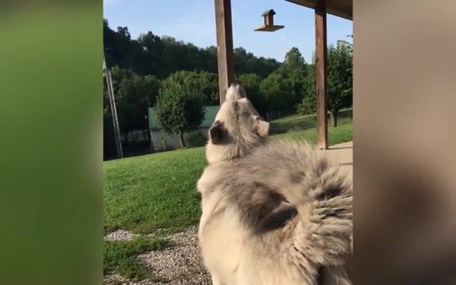 Husky air raid siren, Funny, Funny Animal, Funny Pet, Fpv, Compilation, Comp, Dog, Dogs, Pet, Puppy, Husky, Huskies, Husky Puppy, Malamute, Malamute Husky, Husky Dog, Husky Howl, Funny Dog, Funny Dogs, Puppies, Siberian Husky, Dog Funny, Hilarious, Animal, Animals, Pets, Cute Dogs, Dog Cat, Dogs Funny, The Daily Aww, Husky 101, Fluffy Dog, Silent, Hill, Air, Raid, Siren, Scene, Clip, Horror, Dark, World, Animals Pets