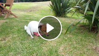 Jack Russell Dog Humps Pig