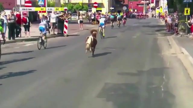 Look at my pony - Video & GIFs | bicycle race,bicycle,cycling,sports,funny,music,look at my horse,animals pets