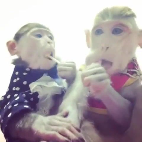 Monkeys With Nice Haircuts Enjoying Lollipops. Bonus Crystals. Haircuts. Monkeys Eating Lollipops. Lollipop. Pops. Monkeys. Animals Pets.