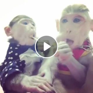 Monkeys with Nice Haircuts Enjoying Lollipops