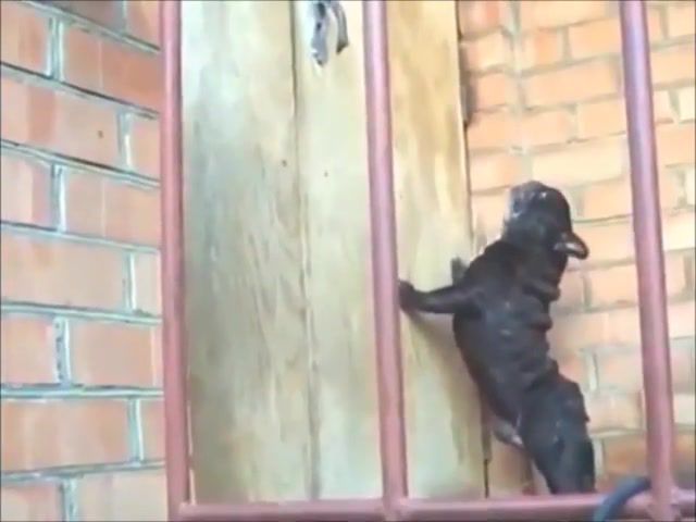 Open the door, animals, puppy, door, funny, dog, cute, animals pets.