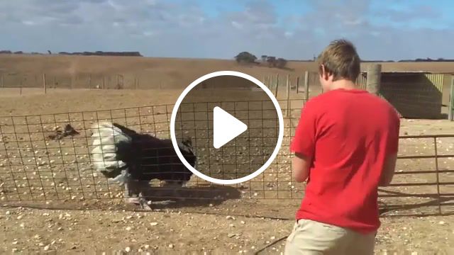 Ostrich taming, new, bird, whipped, whistle, tin, weird, funny, amazing, awesome, taming, ostrich, animals pets. #1