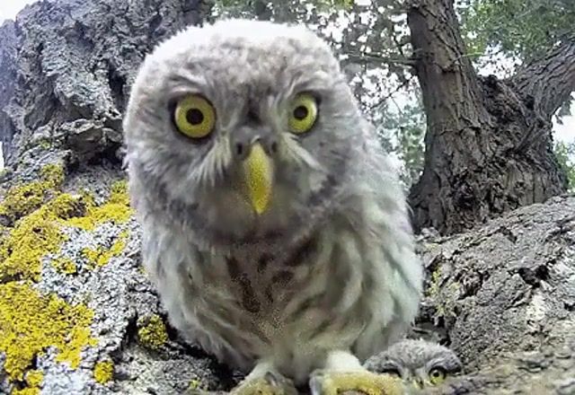 Owlet shaking his head to the music, Rhythm, Owlet, Owl, Animals Pets