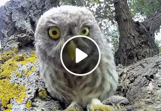 Owlet shaking his head to the music