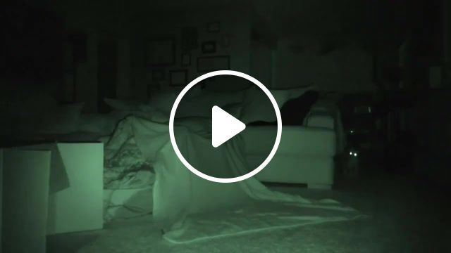 Paranormal cativity, kittens, react, things, cat owners, how to, calm, crazy, night vision, bump, comedy, laugh, cute cats, cutest, scary, strange, weird, freak, play, chase, run, active, sleep, trying, sleeping with cats around, cats wake up owners, cats active, why do cats, night time, night, darkness, dark, night time activity, nocturnal animals, nocturnal, strange noises, paranormal activity, paranormal cativity, what cats do at night, cole and marmalade, funny cat, cat, cats, animals pets. #0