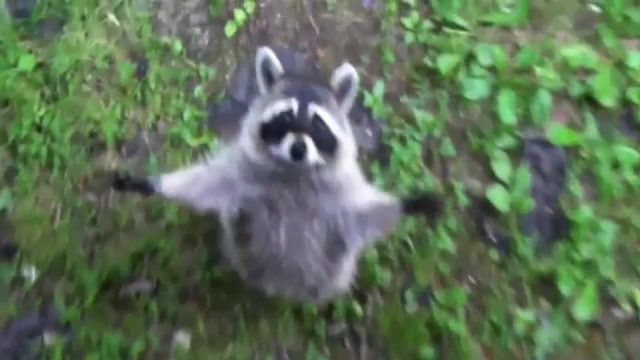 Raccoons Are Awesome Compilation - Video & GIFs | epic animal,caught on tape,cute,funny animals,puppies,cat,pet,funny,dog,fail,failing,animal,petsami,talking animal,viral,dogs,adorable,cats,hilarious,animals pets
