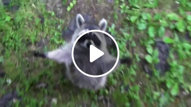 Raccoons are awesome compilation, epic animal, caught on tape, cute, funny animals, puppies, cat, pet, funny, dog, fail, failing, animal, petsami, talking animal, viral, dogs, adorable, cats, hilarious, animals pets. #0