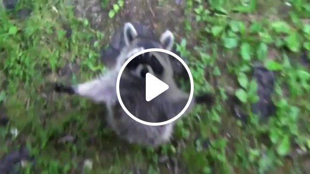 Raccoons are awesome compilation, epic animal, caught on tape, cute, funny animals, puppies, cat, pet, funny, dog, fail, failing, animal, petsami, talking animal, viral, dogs, adorable, cats, hilarious, animals pets. #1
