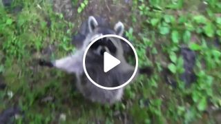 Raccoons Are Awesome Compilation