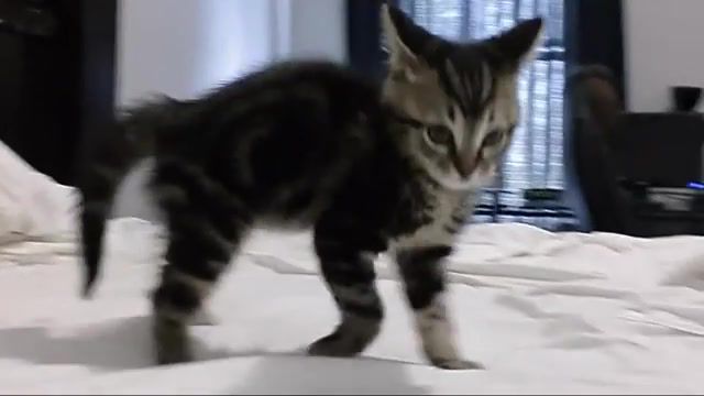 Scary kitten, Reaction, Cat Reaction, Wtf, Shocked, Surprised Cat, Lol, Fail, Epic, Pets, Animals, Walk, Kittens, Cat, Cats, Kitty, Cute, Animal, Kitten, Animals Pets