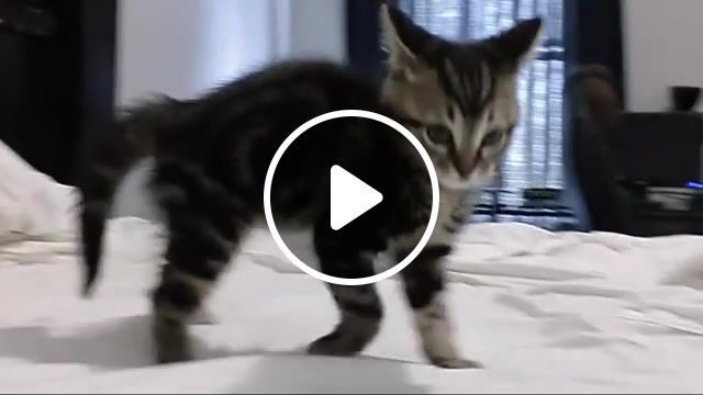 Scary kitten, reaction, cat reaction, wtf, shocked, surprised cat, lol, fail, epic, pets, animals, walk, kittens, cat, cats, kitty, cute, animal, kitten, animals pets. #0