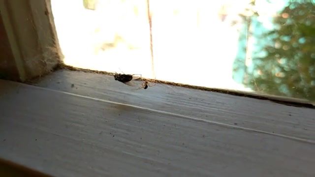 Spider catching a fly, spider, spiders, fly, insects, animals pets.
