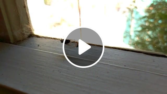 Spider catching a fly, spider, spiders, fly, insects, animals pets. #0