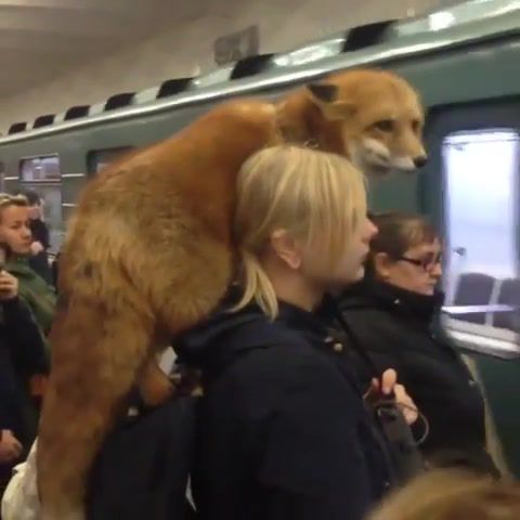 The Fox in Subway Metro, Reaction, Laugh, Laughs, Laughing, Lol, Ha Ha, Ha Ha Ha, Random Reactions, Animals Pets