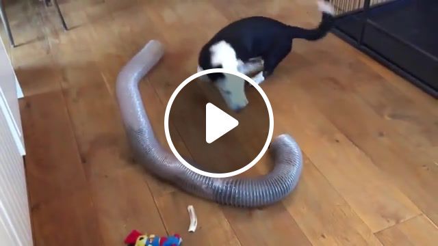 Two ferrets in a tube, funny, humor, dog, ferret, animals pets. #0