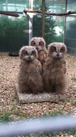 What is love, owl version, Animals Pets