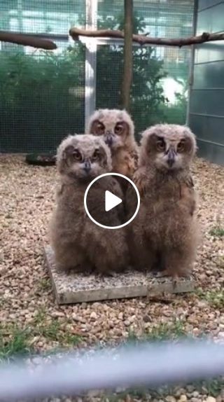 What is love, owl version