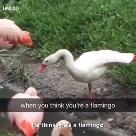 When you think you're a flamingo, animals pets.