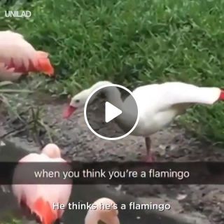 When you think you're a flamingo