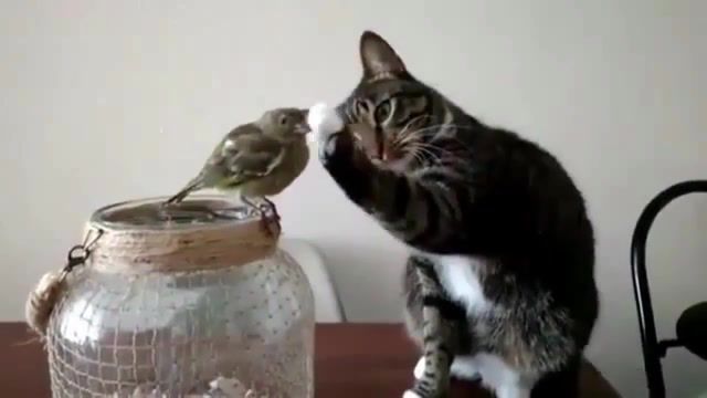 Wow, beauty, what the hell, cat, kitty, sparrow, bird, animals pets.