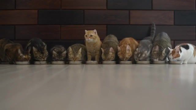 10 cats, family meals, 10 cats eat, cute cat, cat, animals pets.