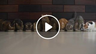 10 Cats