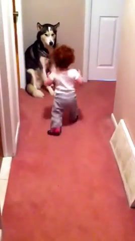 Baby, Vacuum And Dog. Siberian Husky. Baby. Dog. Scared. Youtube Capture. Vacuum. Protection. Protected. Dogs. Animal. Animals. Cute. Friends. Friendship. Lovely. Cutest Thing Ever. Animals Pets.